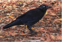 Australian Raven-image
