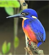 Azure Kingfisher-image