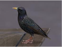 Common Starling-image