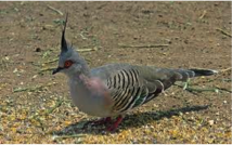 Crested Pigeon-image