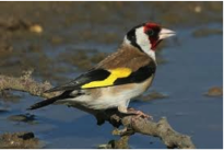 European Goldfinch-image