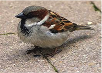 House Sparrow-image