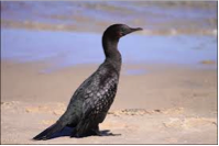 Little Black Cormorant-image