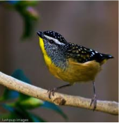 Spotted Pardalote-image