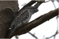 Tawny Frogmouth-image