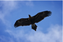 Wedge-tailed Eagle-image