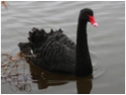 Black Swan-image