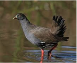 Black-tailed Native-hen-image