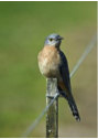 Fan-tailed Cuckoo-image