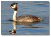 Great Crested Grebe-image