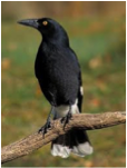 Pied Currawong-image