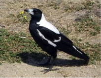 Australian Magpie-image