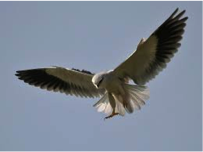 Black-shouldered Kite-image