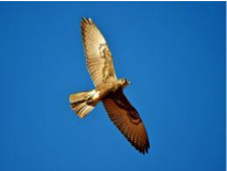 Brown Falcon-image