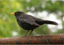 Common Blackbird-image