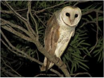 Eastern Barn Owl-image