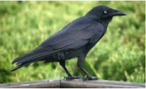 Little Raven-image
