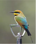 Rainbow Bee-eater-image