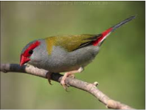 Red-browed Finch-image