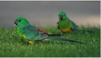 Red-rumped Parrot-image