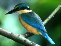 Sacred Kingfisher-image