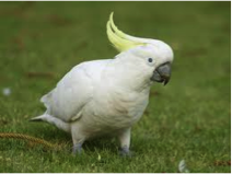 Sulphur-crested Cockatoo-image