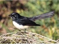 Willie Wagtail-image
