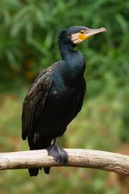 Great Cormorant-image
