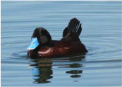 Blue-billed Duck-image