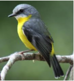 Eastern Yellow Robin-image