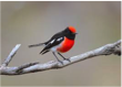 Red-capped Robin-image