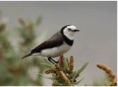 White-fronted Chat-image